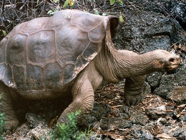 Lonesome George