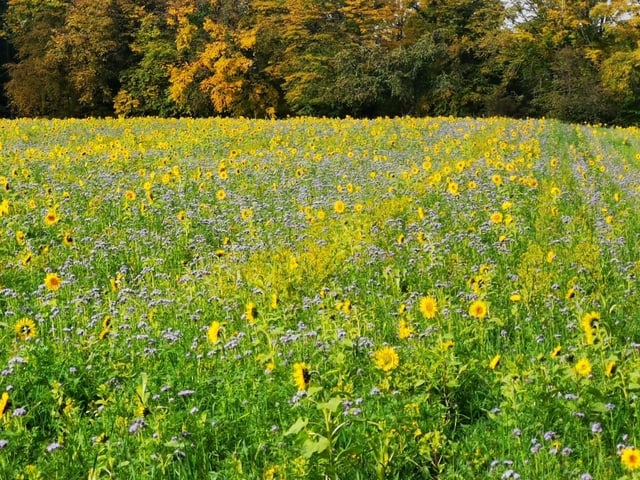 Blumenwiese