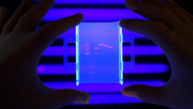 Zwei Hände halten eine Glasplatte mit DNA vor eine UV-Lichtquelle.