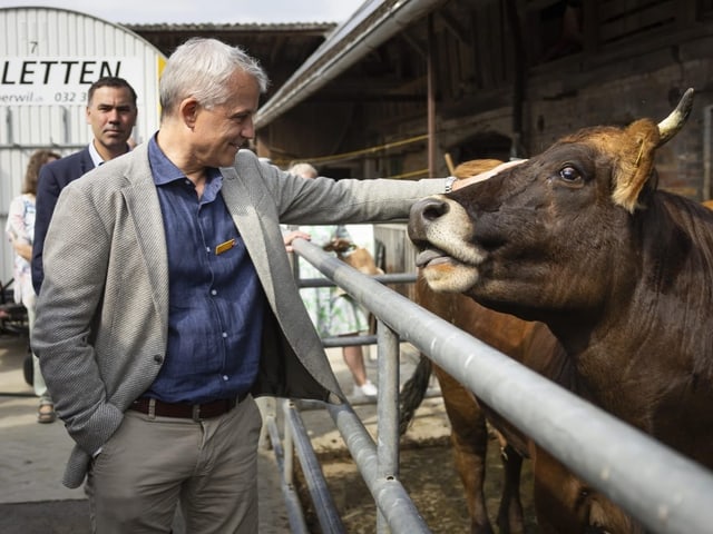 Mann streichelt Kuh auf Bauernhof.