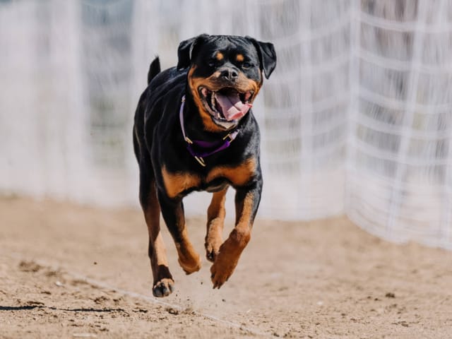 Laufender Rottweiler auf einer Sandweg.