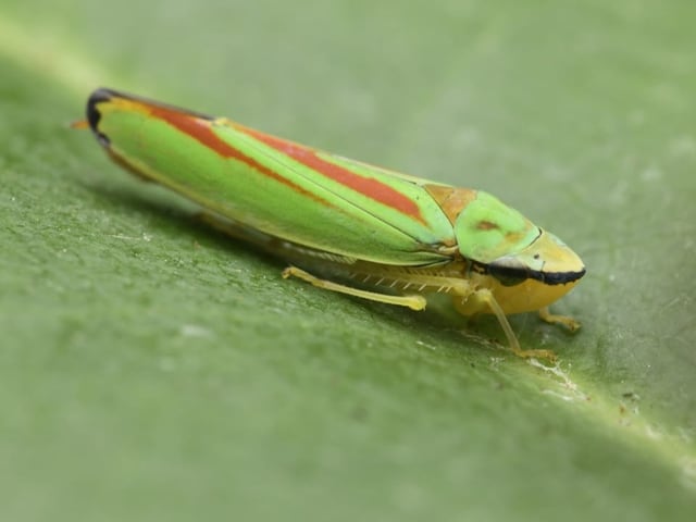 Nahaufnahme eines bunten Insekts auf einem Blatt.