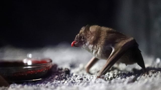 Eine Vampirfledermaus nähert sich einer blutgefüllten Schale.