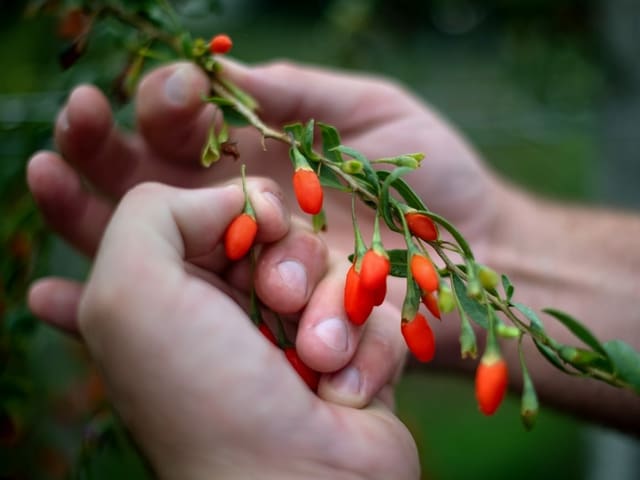 Goji Beere