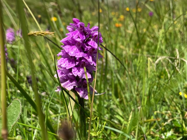 Geflecktes Knabenkraut