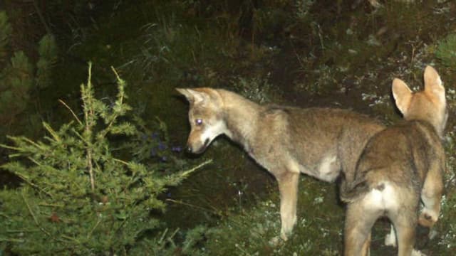 Wolf in der Dunkelheit.