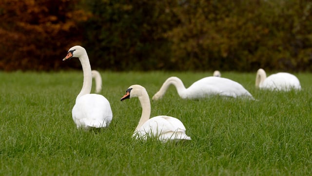 Weisse Schwäne auf einer Wiese. 