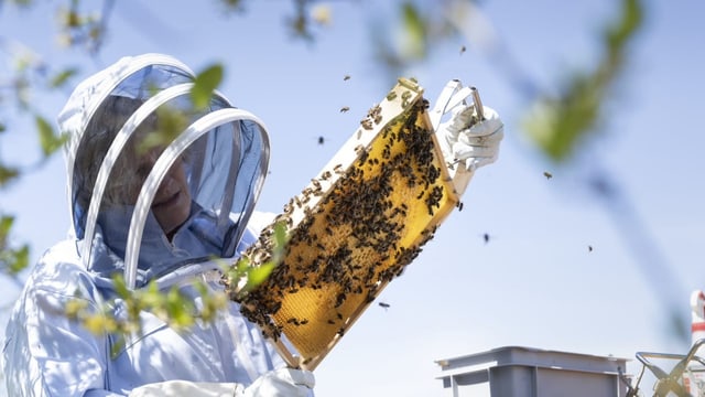 Ein Imker begutachtet sein Bienenvolk.