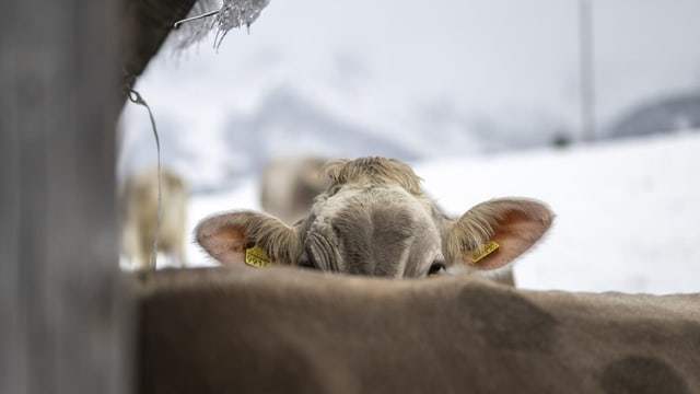 Rind hinter Rücken von anderem Rind