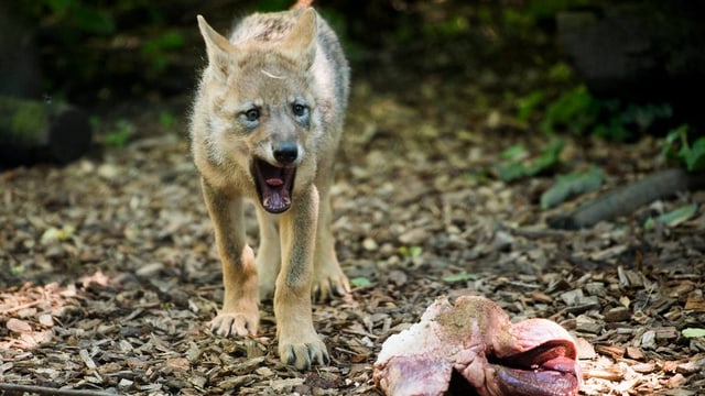 Wolf aus Zoo.