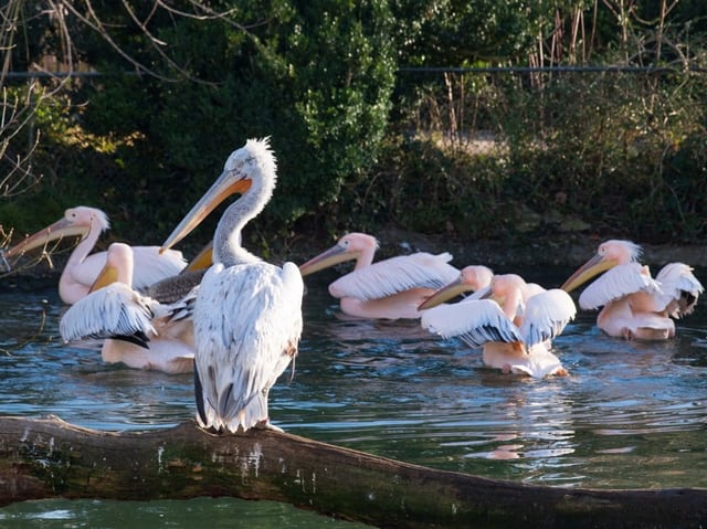 Rosa Pelikane tummeln sich im Wasser.