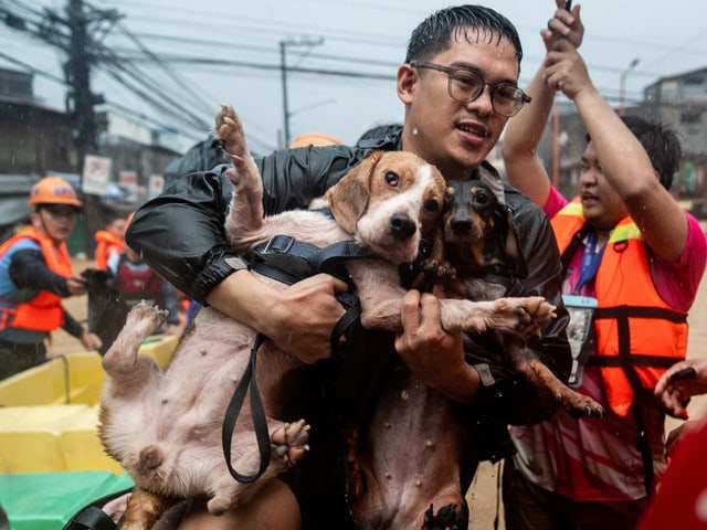 Mann rettet zwei Hunde während einer Überschwemmung.