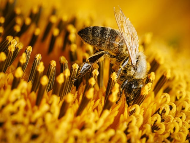 Eine Biene auf eine Blume