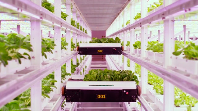 Auf dem Bild ist eine Variante des Vertical-Farming zu sehen.