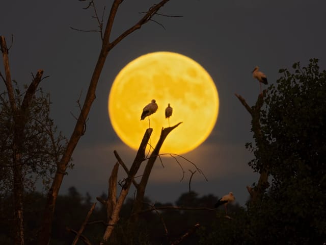 Silhouette von Weissstörchen vor dem Abendmond 