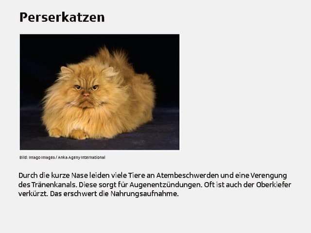 Perserkatze