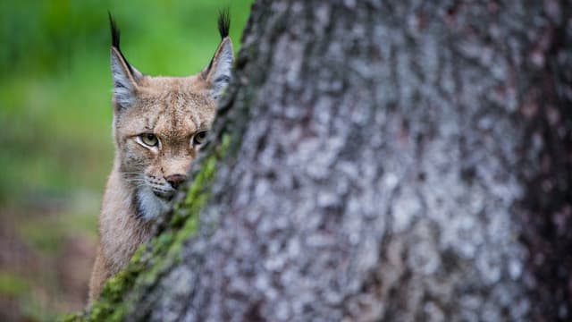 Ein Luchs sitzt hinter einem Baumstamm.