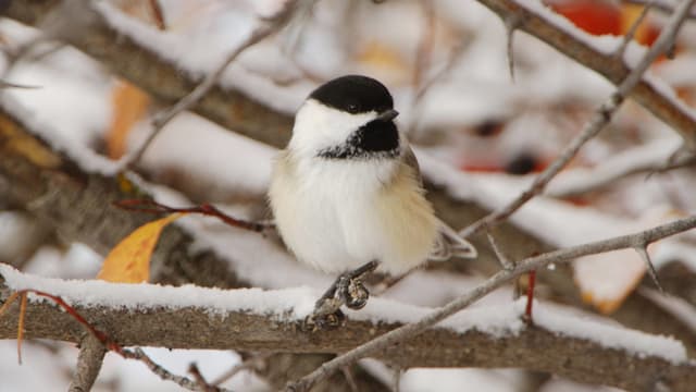 Ein Vogel mit schwarzem Kopf sitzt auf einem verschneiten Zweig.