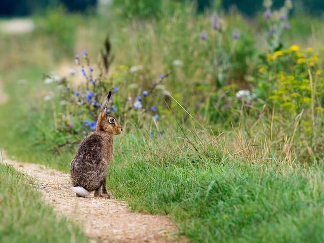 Hase sitzt auf einem Pfad mit Gras und Blumen im Hintergrund