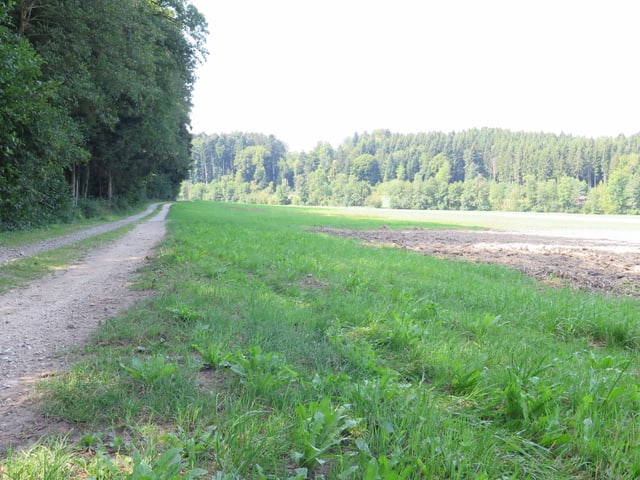 Ein begrünter Querstreifen, daneben eine Strasse.