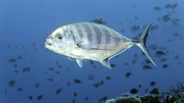 Eine Makrele im Meer, im Hintergrund viele kleine Fische.