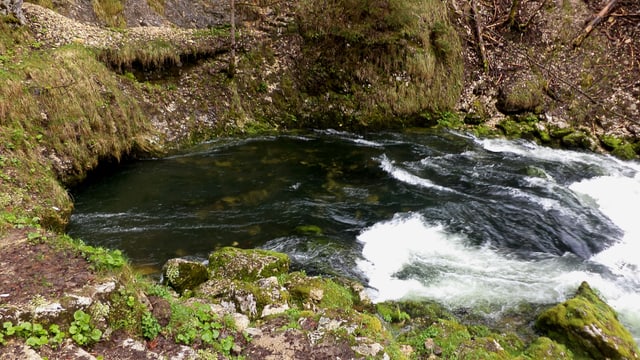 Ein Fluss kommt aus einer Höhle im Wald.