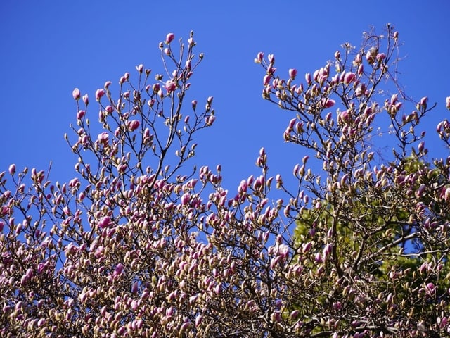 Ein Baum mit Blüten dran.