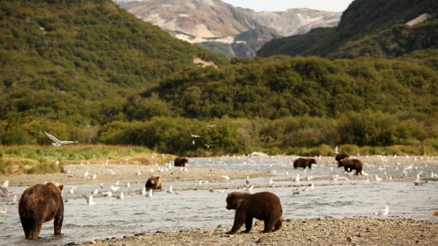 Büren am Columbia-River auf Lachs-Jagd.