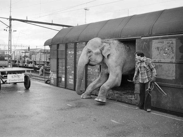 Elefant steigt aus Bahnwagon.