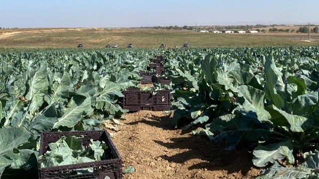 Grosses Feld mit zahlreichen grünen Kohlpflanzen.