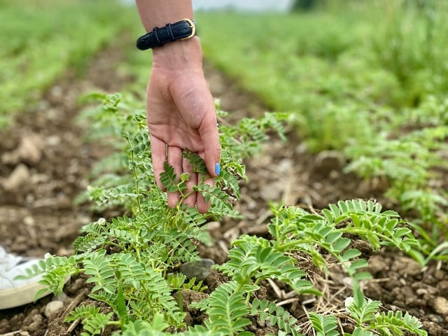 Hand untersucht Pflanzen auf Feld.