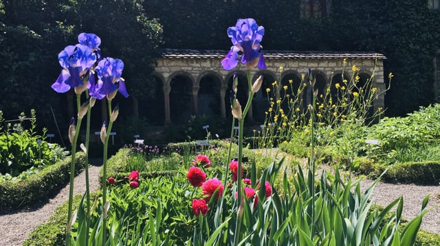 Lila Blumen in einem schönen Garten. 