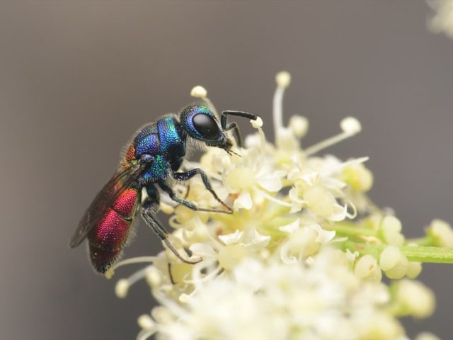 Nahaufnahme einer schillernden Wespe auf weisser Blume.