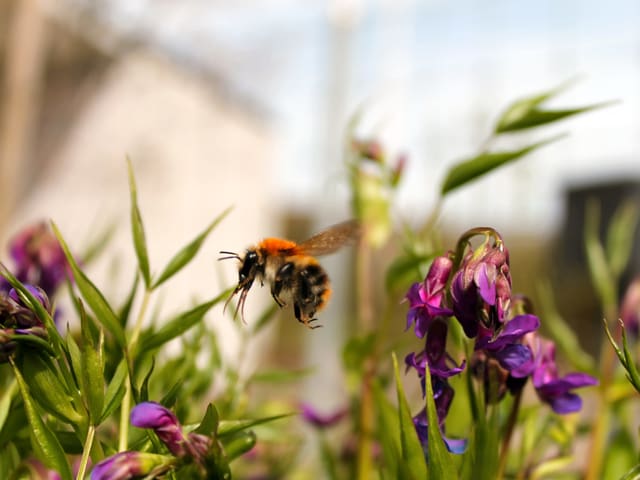 Hummel im Flug.