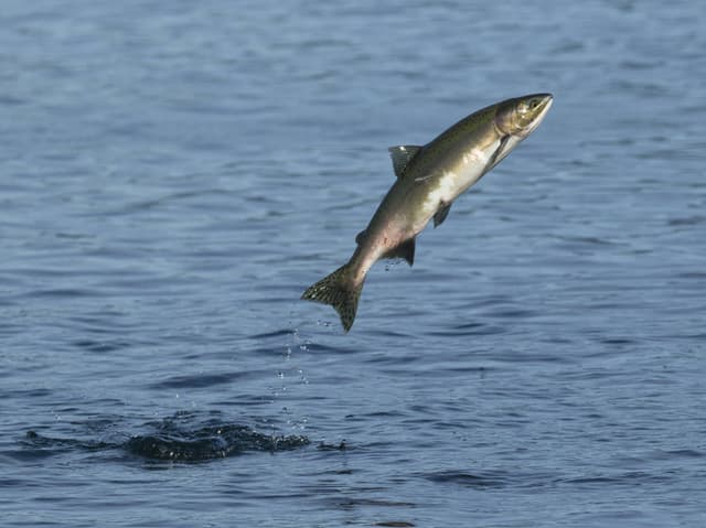 Ein Lachs springt aus dem Wasser.