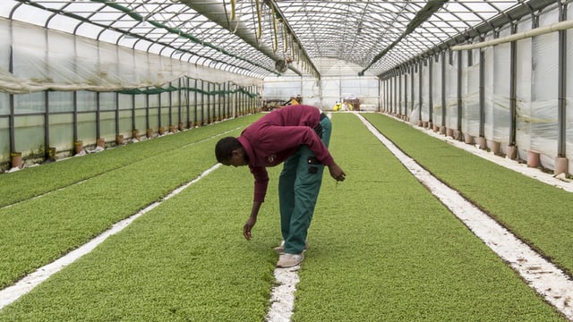 Flüchtling bei der Landwirtschaftsarbeit.