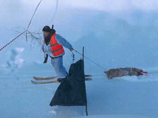 Ein Treiber zieht einen erlegten Wolf aus der Lappstadt heraus. 