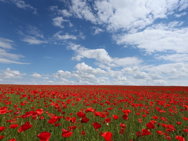 Klatschmohn blüht auf einem Feld.