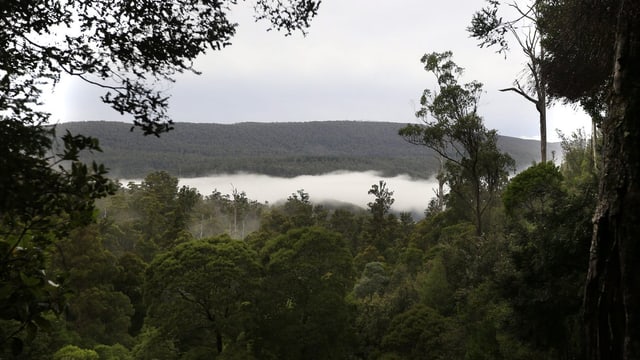 Wald und Nebel.