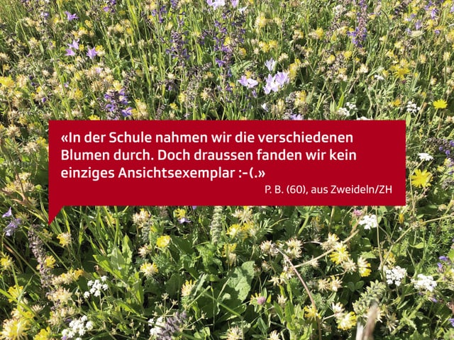 In der Schule nahmen wir die verschiedenen Blumen durch. Doch draussen fanden wir kein einziges Ansichtsexemplar. P.B. 60, aus Zweideln/ZH