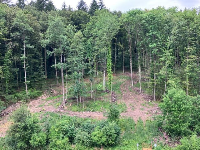 Wald mit zwei Schneisen