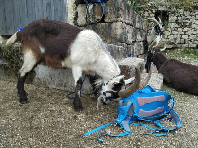 Ziege inspiziert Rucksack am Boden.