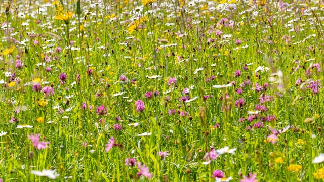 Blumenwiese