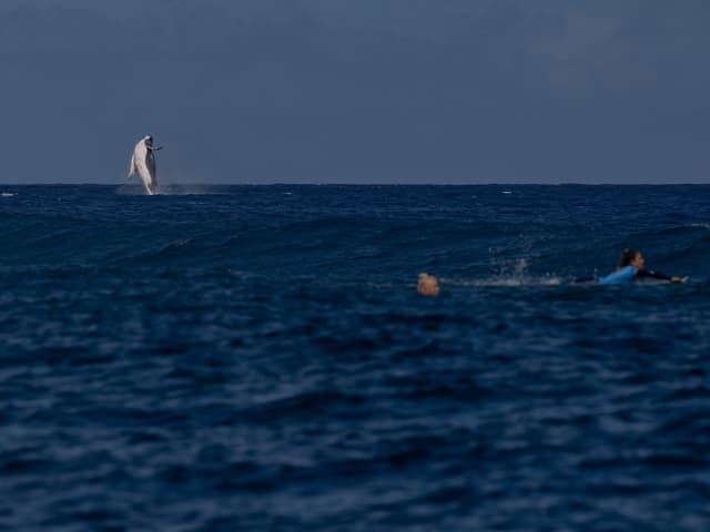 Ein Buckelwal springt hinter zwei Surferinnen aus dem Wasser.