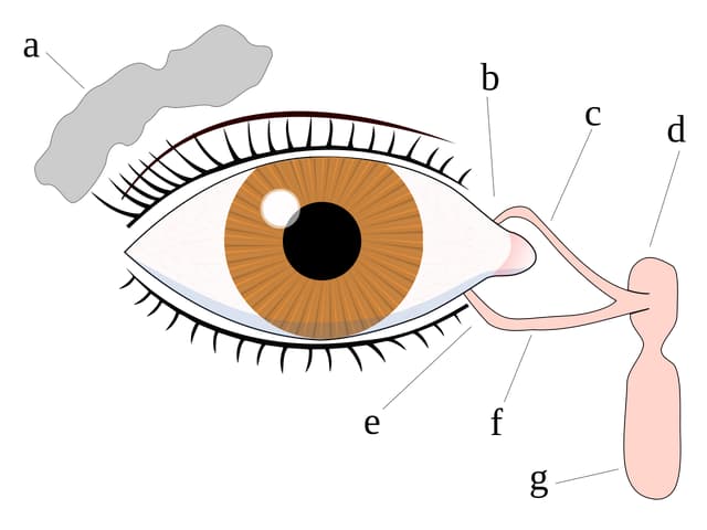 Grafik Auge mit Tränendrüse.