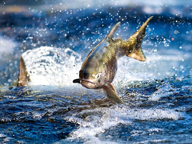 Springender Lachs, der durch die Gischt fliegt. 