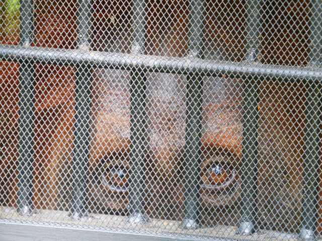 Orang-Utan hinter Gittern