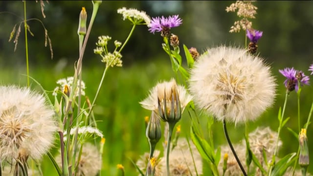 Artenreiche Blumenwiese