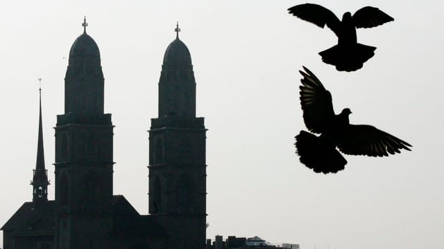 Tauben vor Grossmünster.