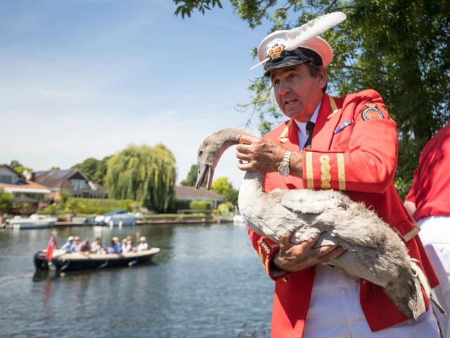 Ein Mann hält einen jungen Schwan.